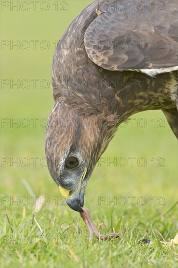 Common Buzzard