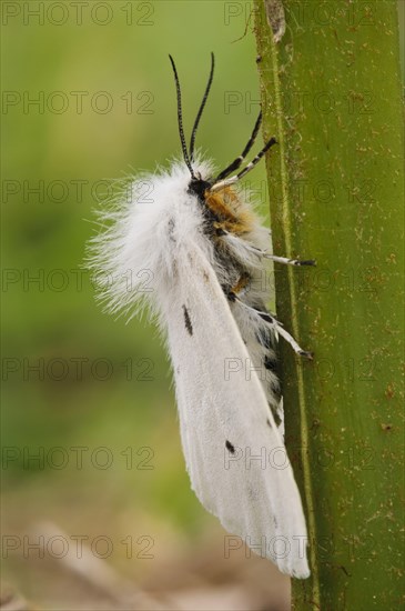 White Ermine