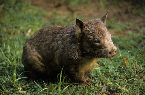 Southern hairy-nosed wombat