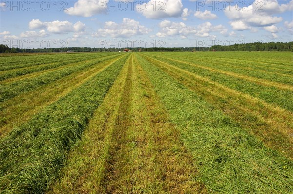 Field with cut grass for silage