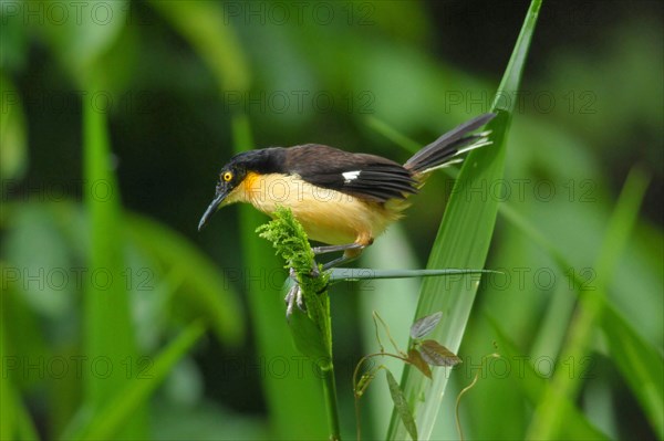 Pipe mockingbird