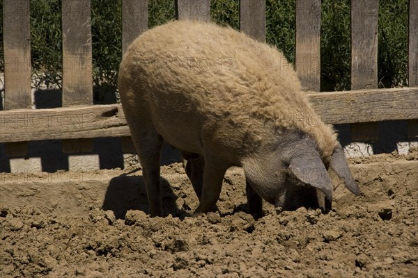 Blond Mangalica Woolly Pig