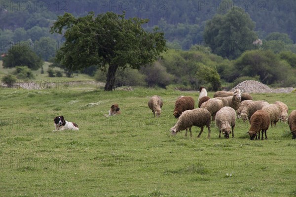 3 Balkan Karakachan Sheepdogs watch over sheep