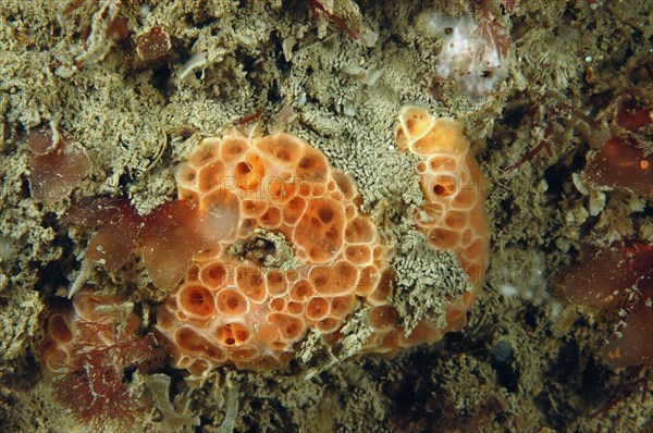 Crater Sponge