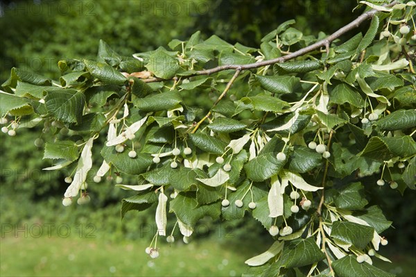 Large-leaved large-leaved linden