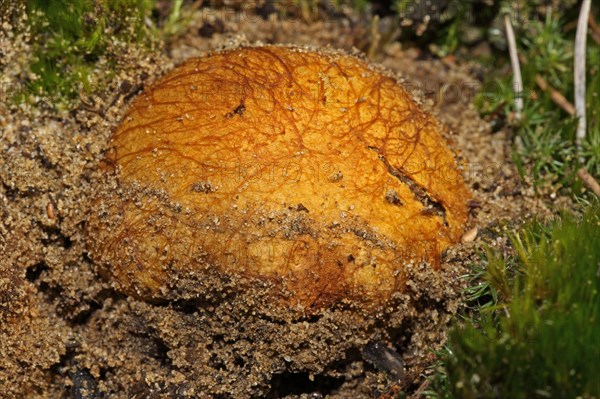 Yellowish Bearded Truffle