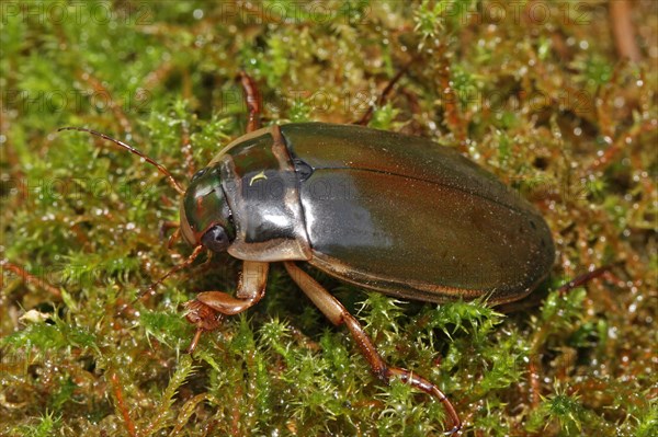 Large diving beetle