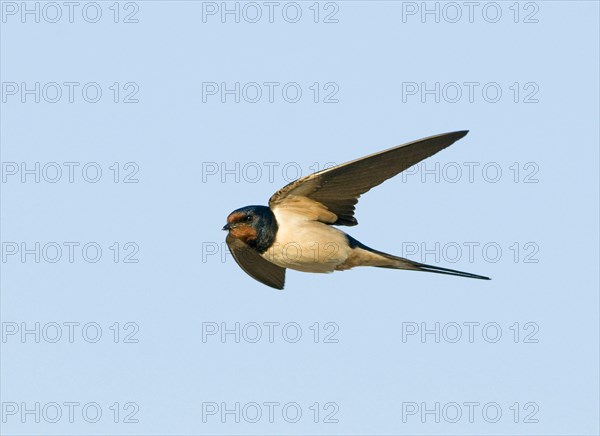 Barn Swallow