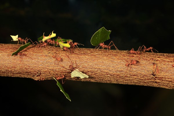 Leafcutter ant