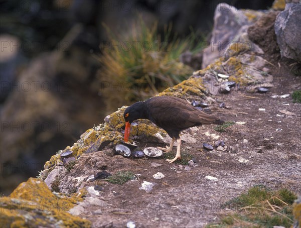 Blackish oystercatcher