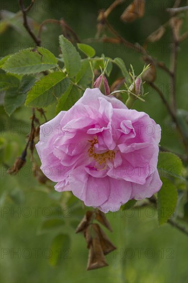 Close of the damask Rose