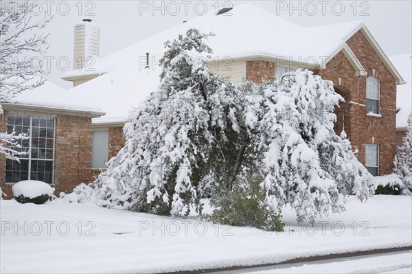 Heavy wet snowfall on magnolia breaking branches