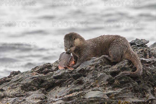 Otter eating lumpsucker fish on a rock at low tide