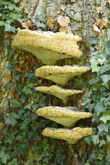 Weeping polypore