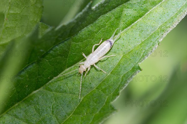 Common Earwig