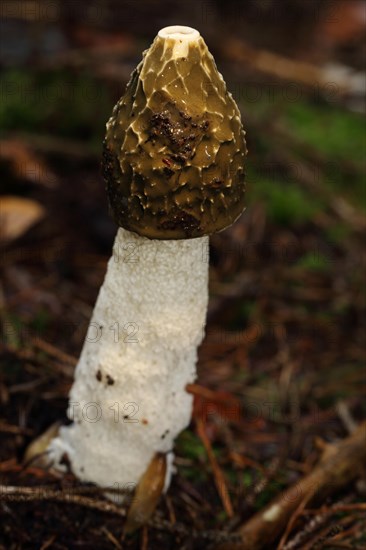 Common Stinkhorn