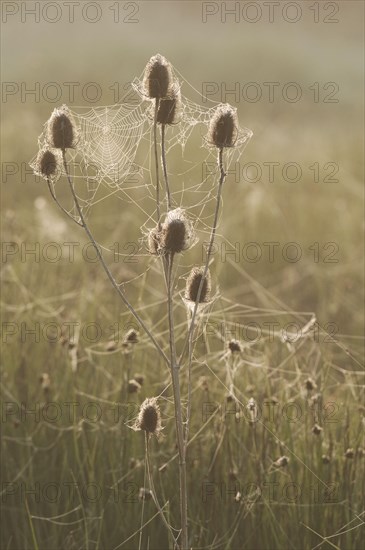 Common wild teasel