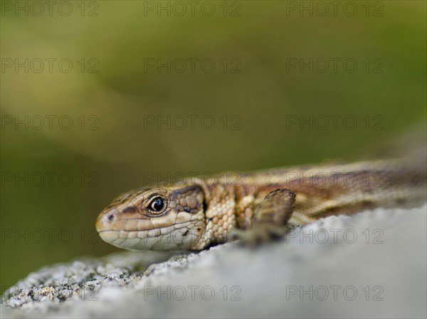 Common viviparous lizard