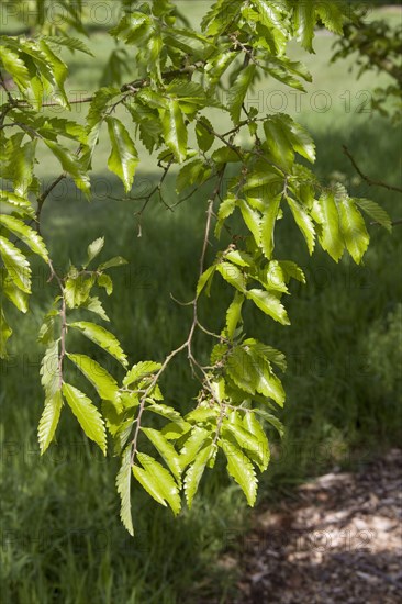 Caucasian Elm Spring Leaves