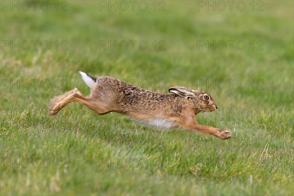 European Hare