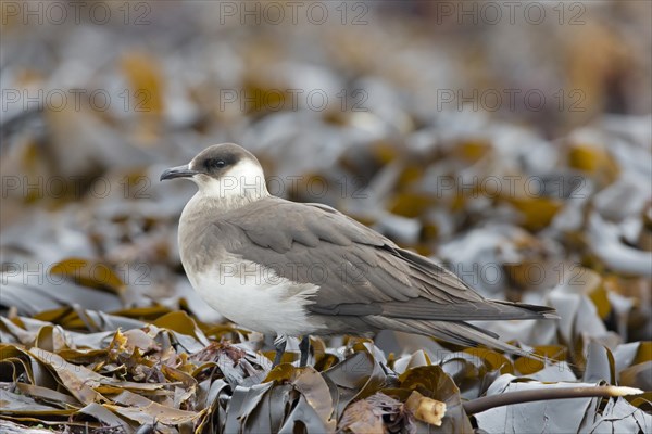 Arctic Skua