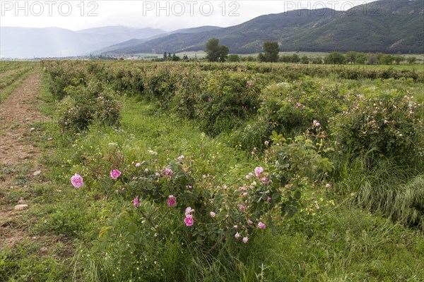 Damask rose