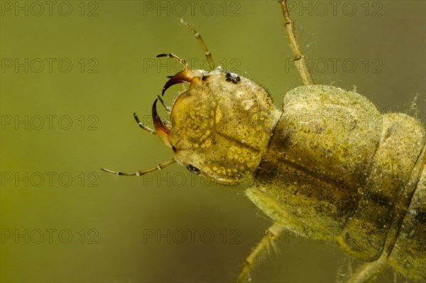 Diving beetle