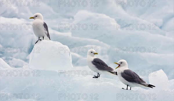 Larus tridactylus