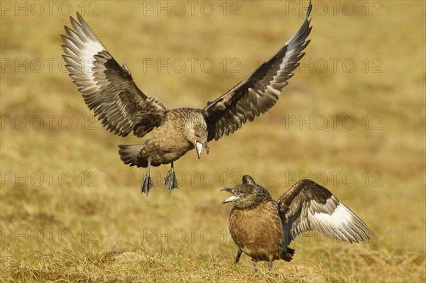 Great Skua