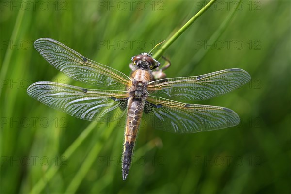 Four-spotted dragonfly