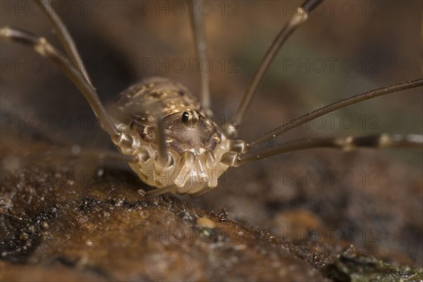 Harvestman