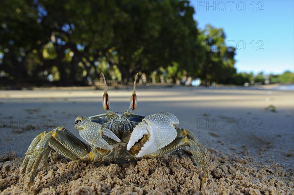 Ghost crab