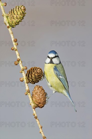 Blue Tit