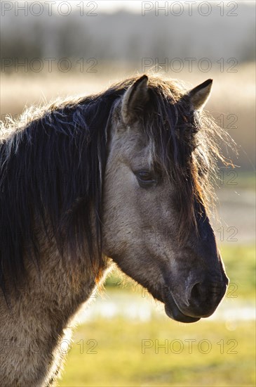 Conure horse