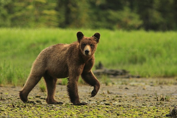 Grizzly bear