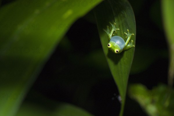 Berger's glass frog