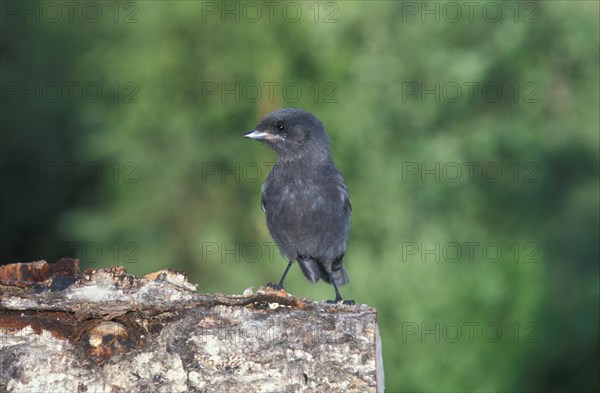 Gray jay