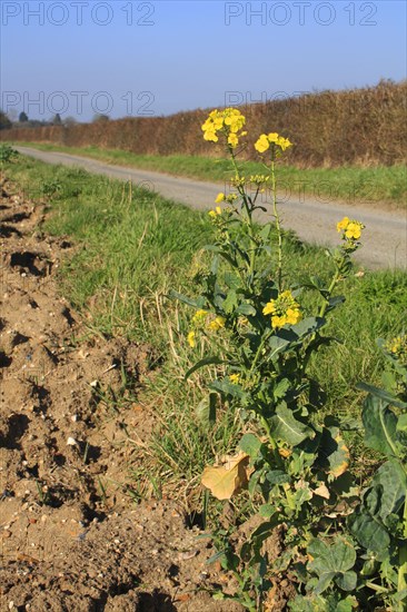 Oilseed Rape