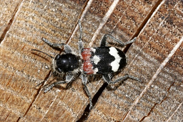 Oak stain beetle