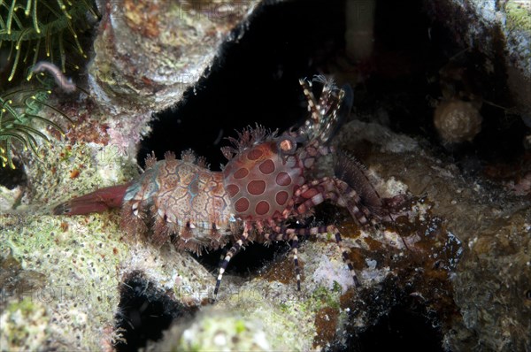 Common Marble Shrimp