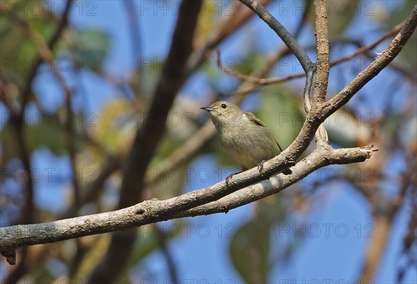 Plain Flowerpecker