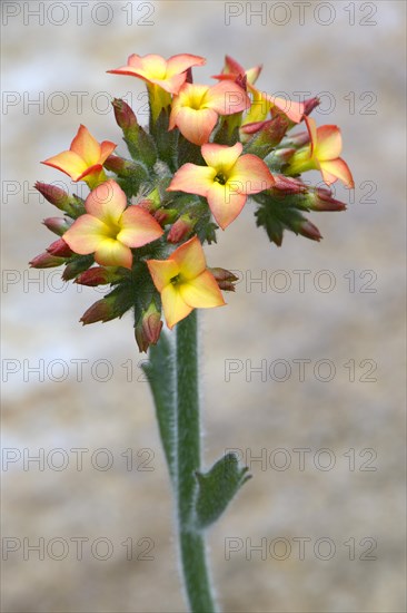 Kalanchoe