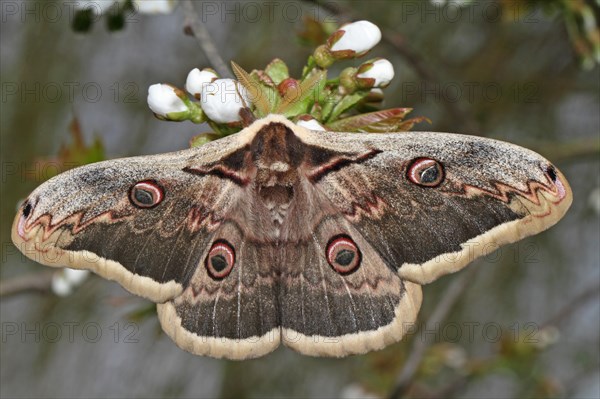 Viennese Moth Peacock