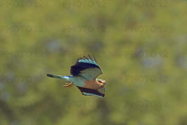 Indian indian roller