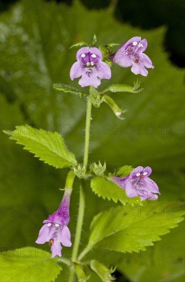 Large-flowered Calamint