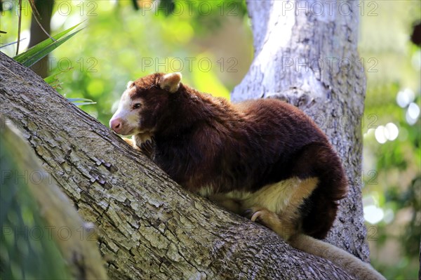 Matschie's matschie's tree-kangaroo