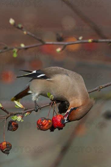 Bohemian waxwing