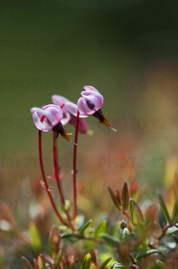 Common cranberry