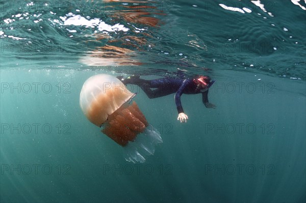 Barrel Jellyfish