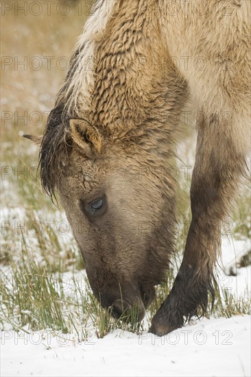 Konik horse